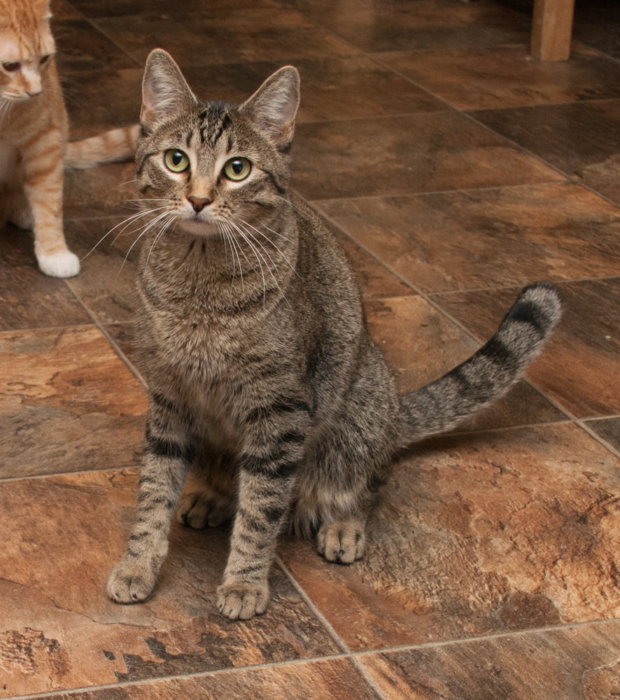 Silver, an adoptable Tabby in Westminster, CO, 80031 | Photo Image 3