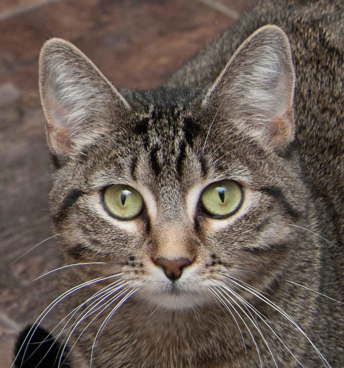 Silver, an adoptable Tabby in Westminster, CO, 80031 | Photo Image 4