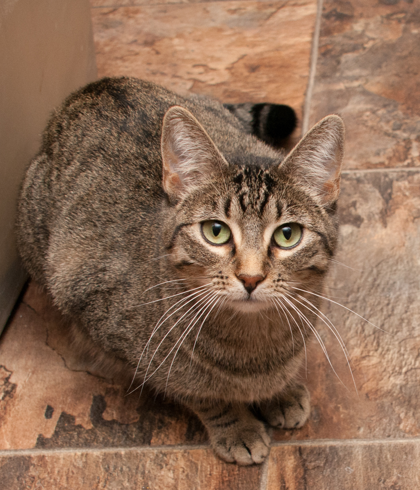 Silver, an adoptable Tabby in Westminster, CO, 80031 | Photo Image 5