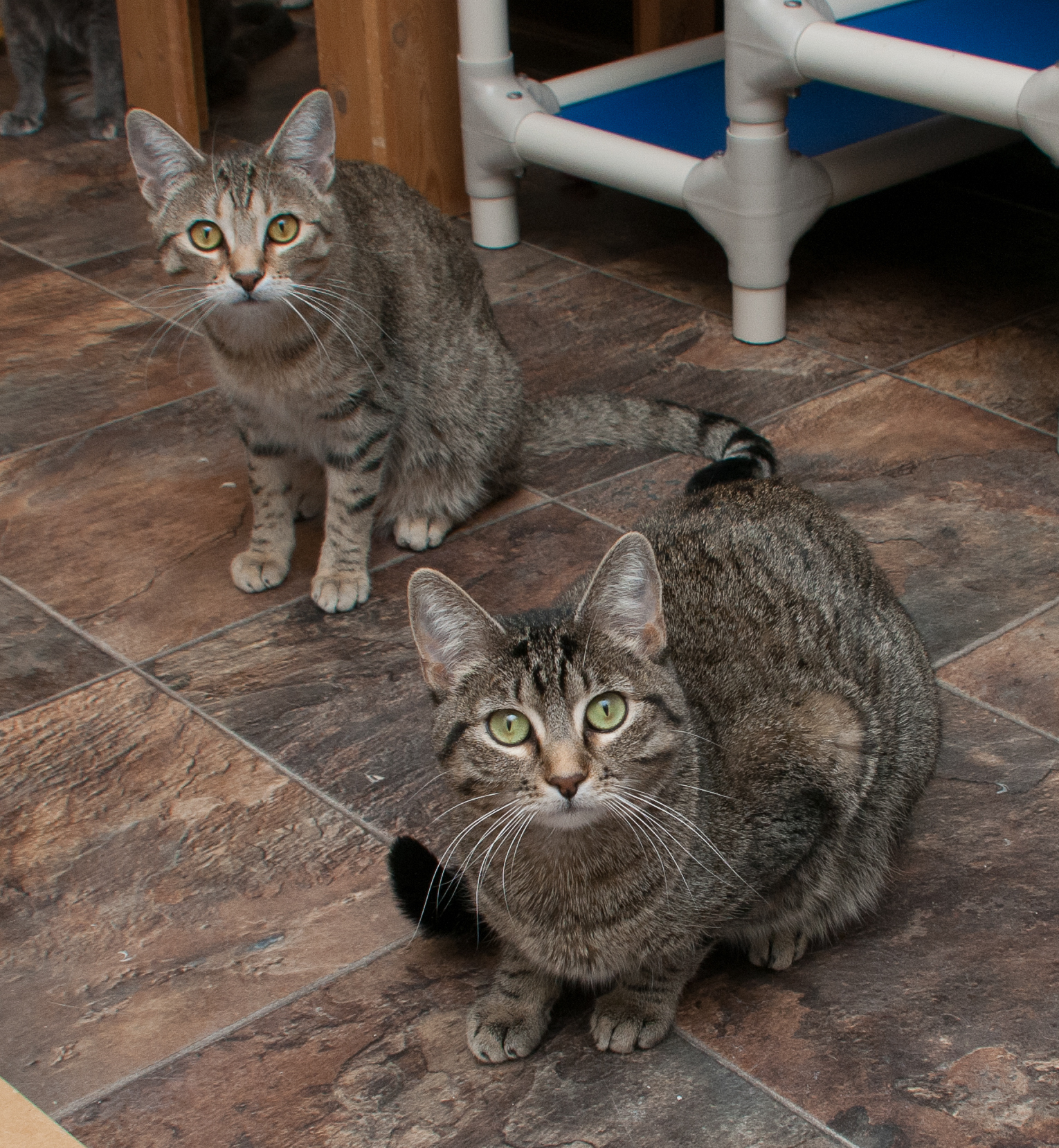 Silver, an adoptable Tabby in Westminster, CO, 80031 | Photo Image 6