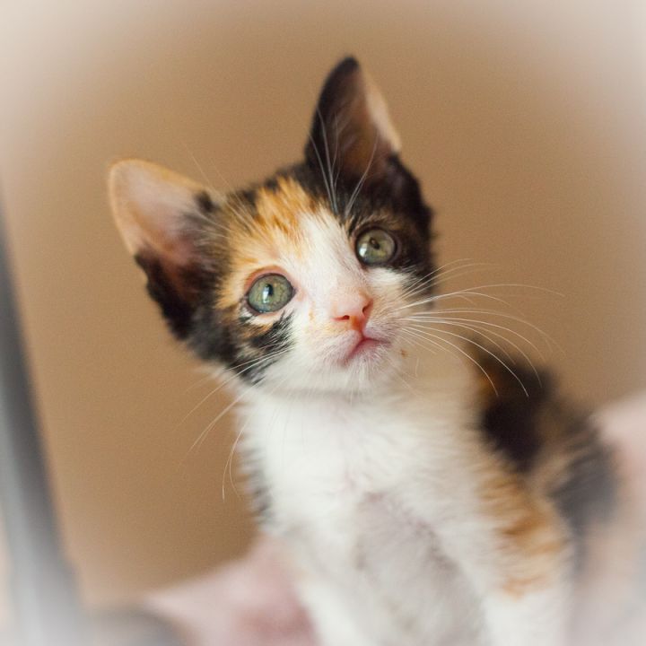 Brittany, an adopted Calico in Ponte Vedra, FL_image-3