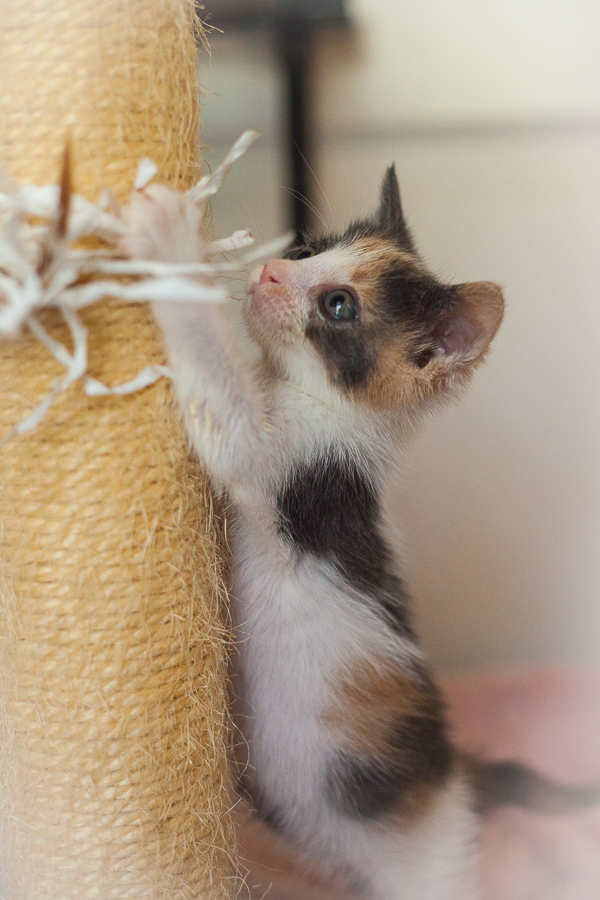 Bergen, an adopted Dilute Calico in Ponte Vedra, FL_image-3