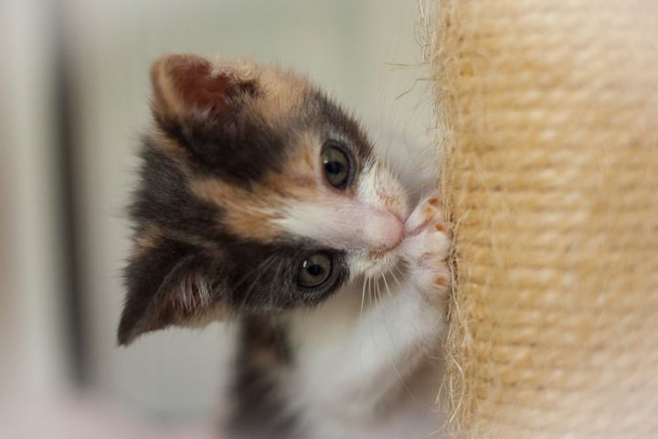 Bergen, an adopted Dilute Calico in Ponte Vedra, FL_image-5