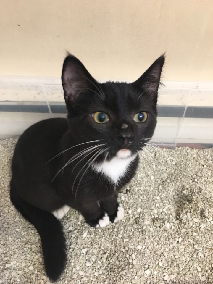 Cat For Adoption Peekaboo A Domestic Short Hair In Melrose Ma