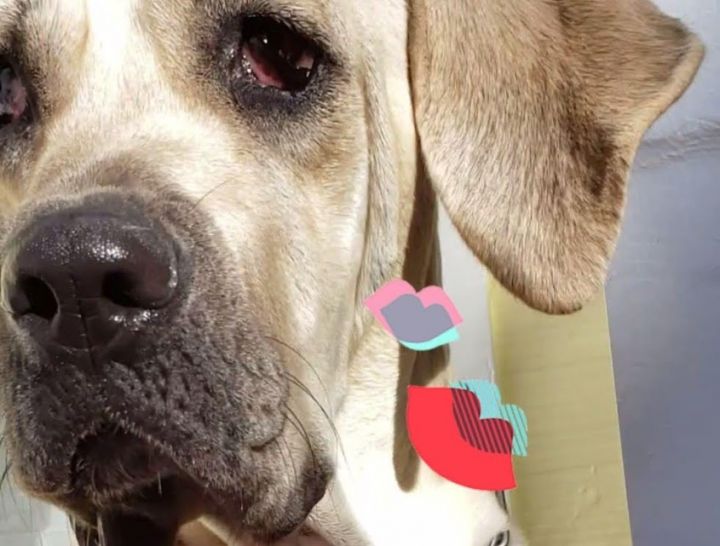 Dog for adoption - Babe Faithful Fila, a Fila Brasileiro & Great