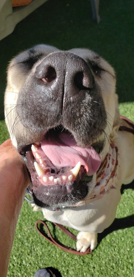 Dog for adoption - Babe Faithful Fila, a Fila Brasileiro & Great Dane Mix  in Hermosa Beach, CA