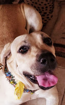 Babe Faithful Fila, an adoptable Fila Brasileiro, Great Dane in Hermosa Beach, CA, 90254 | Photo Image 4