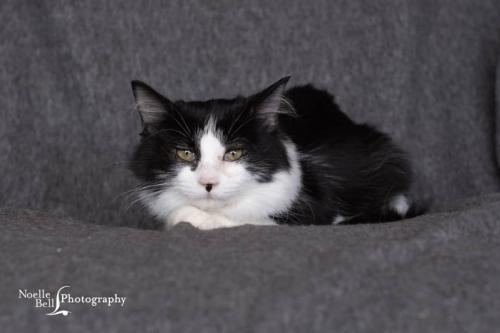 Cat For Adoption Hummingbird Kitten A Domestic Medium Hair In