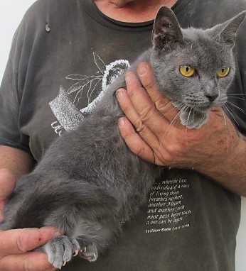 Cat For Adoption Pansy A Russian Blue In Germantown Md Petfinder