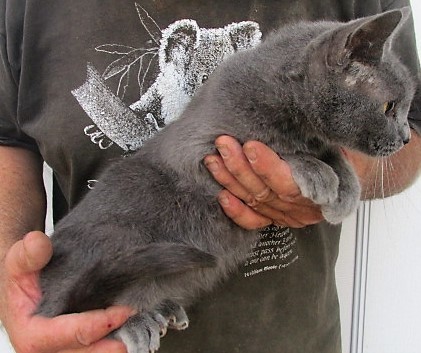 Cat For Adoption Pansy A Russian Blue In Germantown Md Petfinder