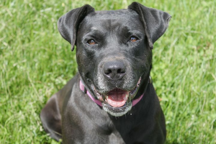 Luna, an adoptable Terrier & Rottweiler Mix in Lake Odessa, MI