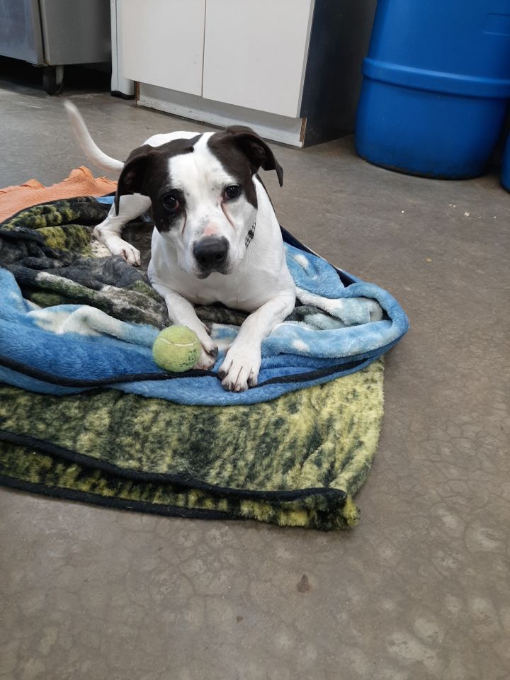 Lobo, an adoptable Terrier Mix in Lake Odessa, MI_image-5