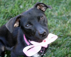 Gretchen - 9 lbs! Fun and playful, a great balance of play and chilling out!