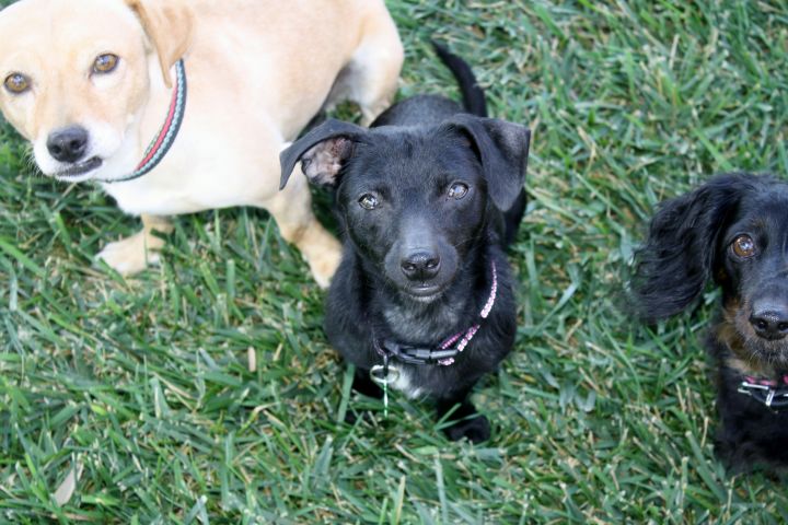 Gretchen - 9 lbs! Fun and playful, a great balance of play and chilling out! 4