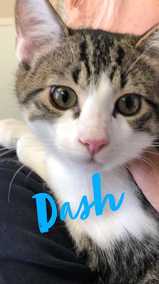 Dash - kitten!