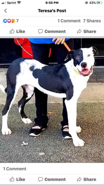 Joker, an adoptable Great Dane, American Bulldog in Gainesville, GA, 30501 | Photo Image 1