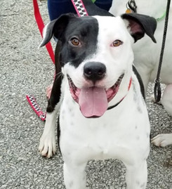 Joker, an adoptable Great Dane, American Bulldog in Gainesville, GA, 30501 | Photo Image 3
