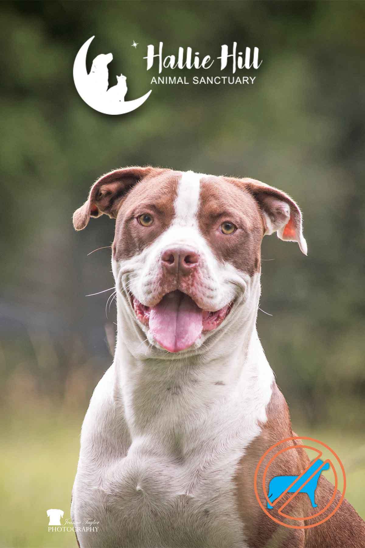 Molly, an adoptable American Staffordshire Terrier in Hollywood, SC, 29449 | Photo Image 1