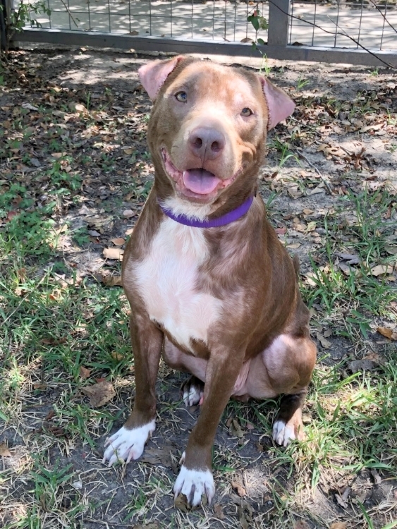 Teddy, an adoptable Mixed Breed in Houston, TX, 77008 | Photo Image 3