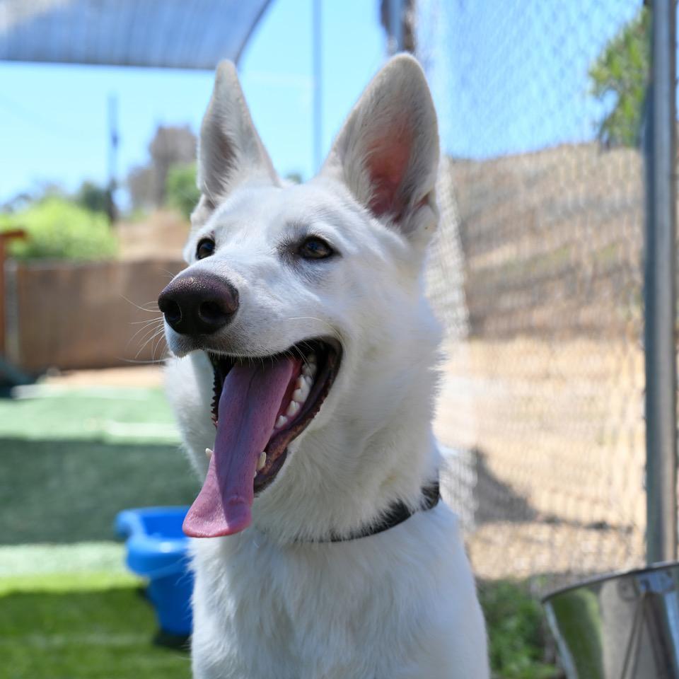 Cierra, an adoptable German Shepherd Dog in San Diego, CA, 92172 | Photo Image 1
