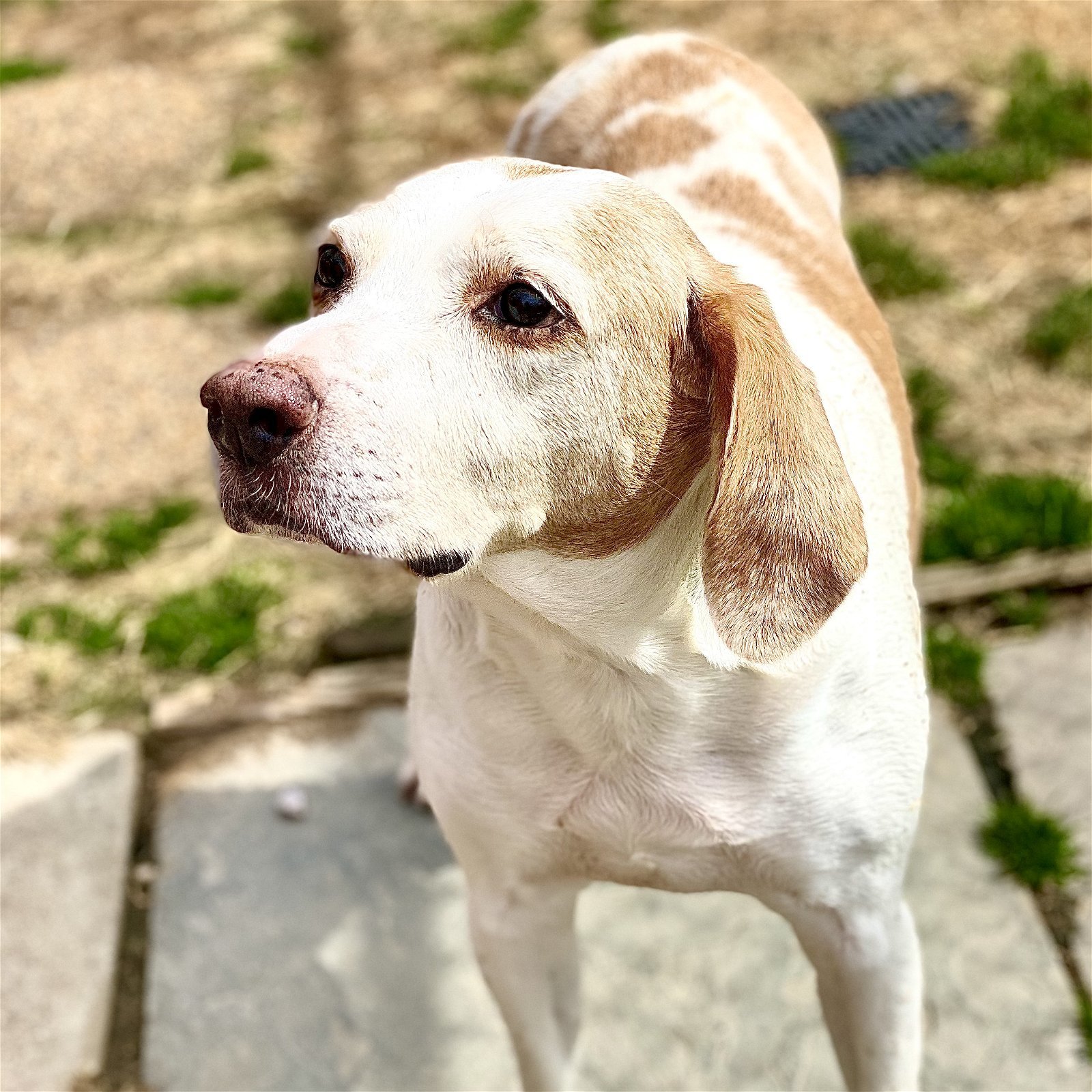 Kenny *Adopt or Foster*, an adoptable Foxhound in Fairfax, VA, 22038 | Photo Image 1