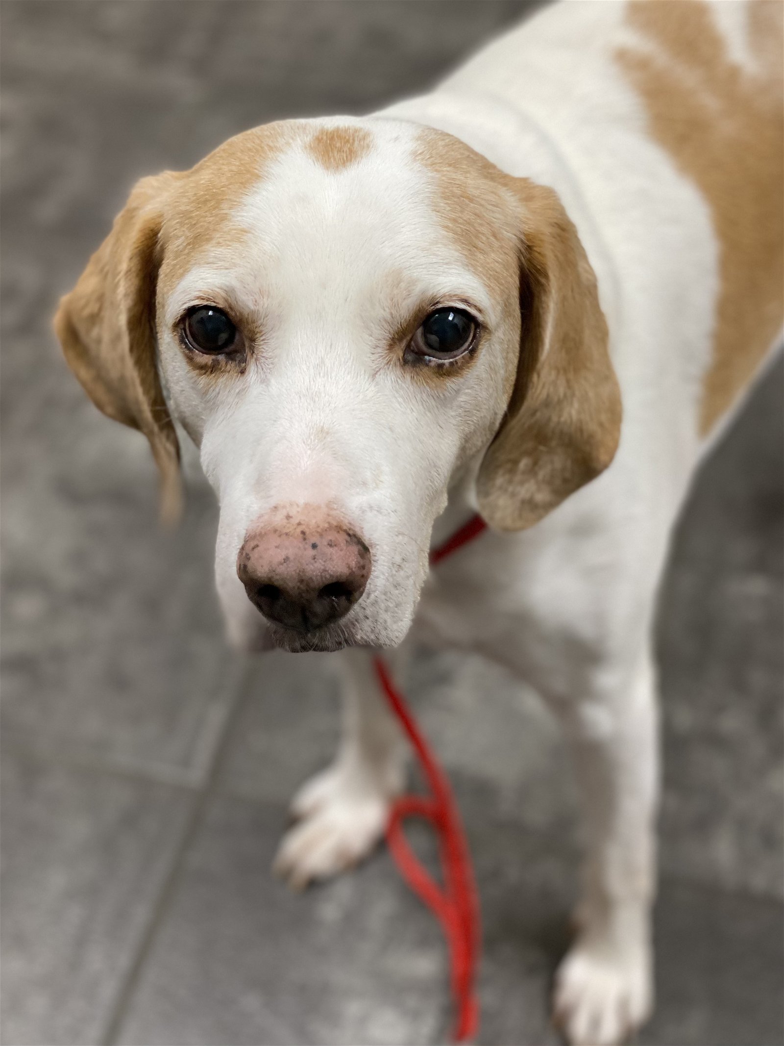 Kenny *Adopt or Foster*, an adoptable Foxhound in Fairfax, VA, 22038 | Photo Image 2