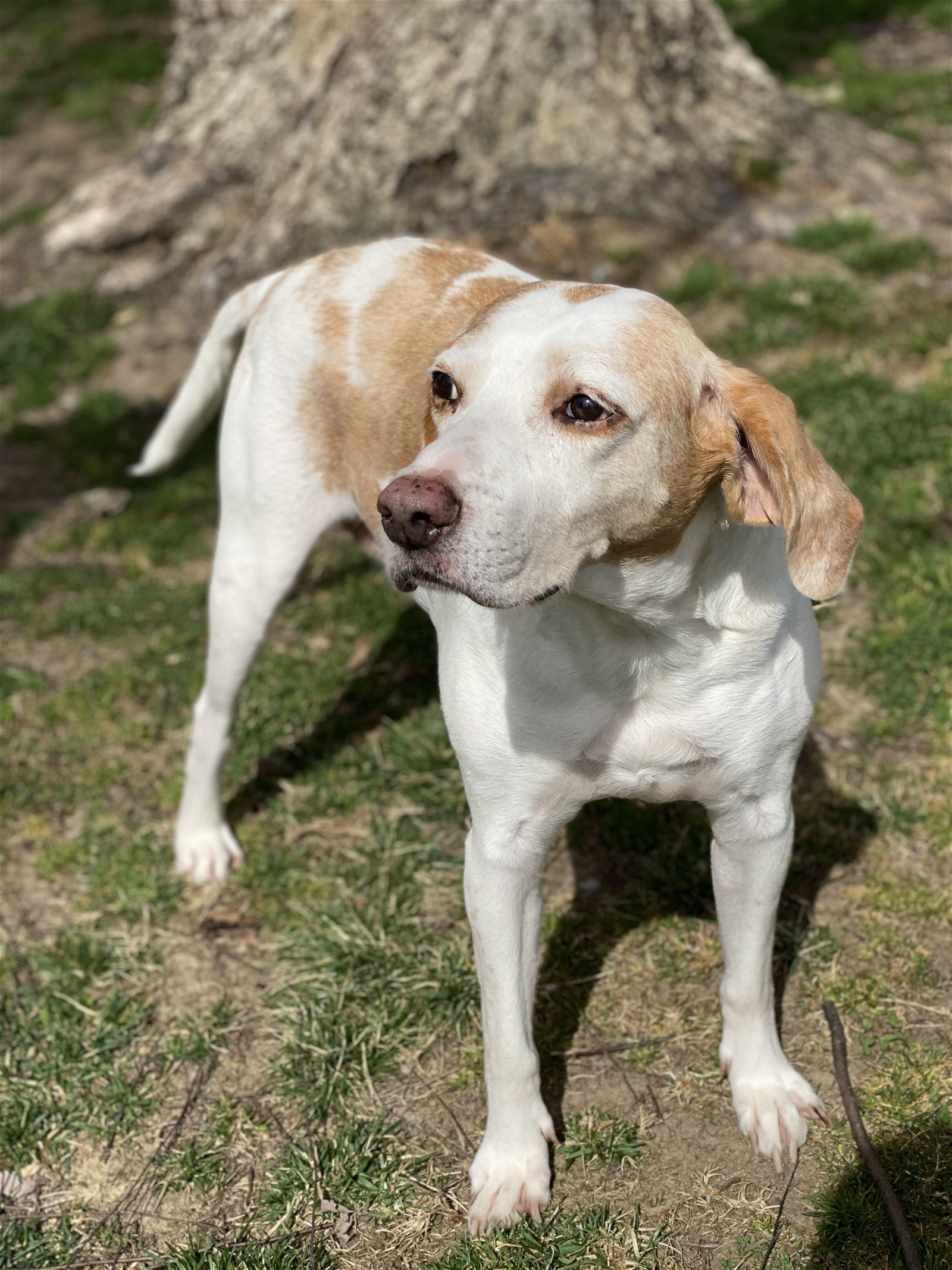 Kenny *Adopt or Foster*, an adoptable Foxhound in Fairfax, VA, 22038 | Photo Image 3