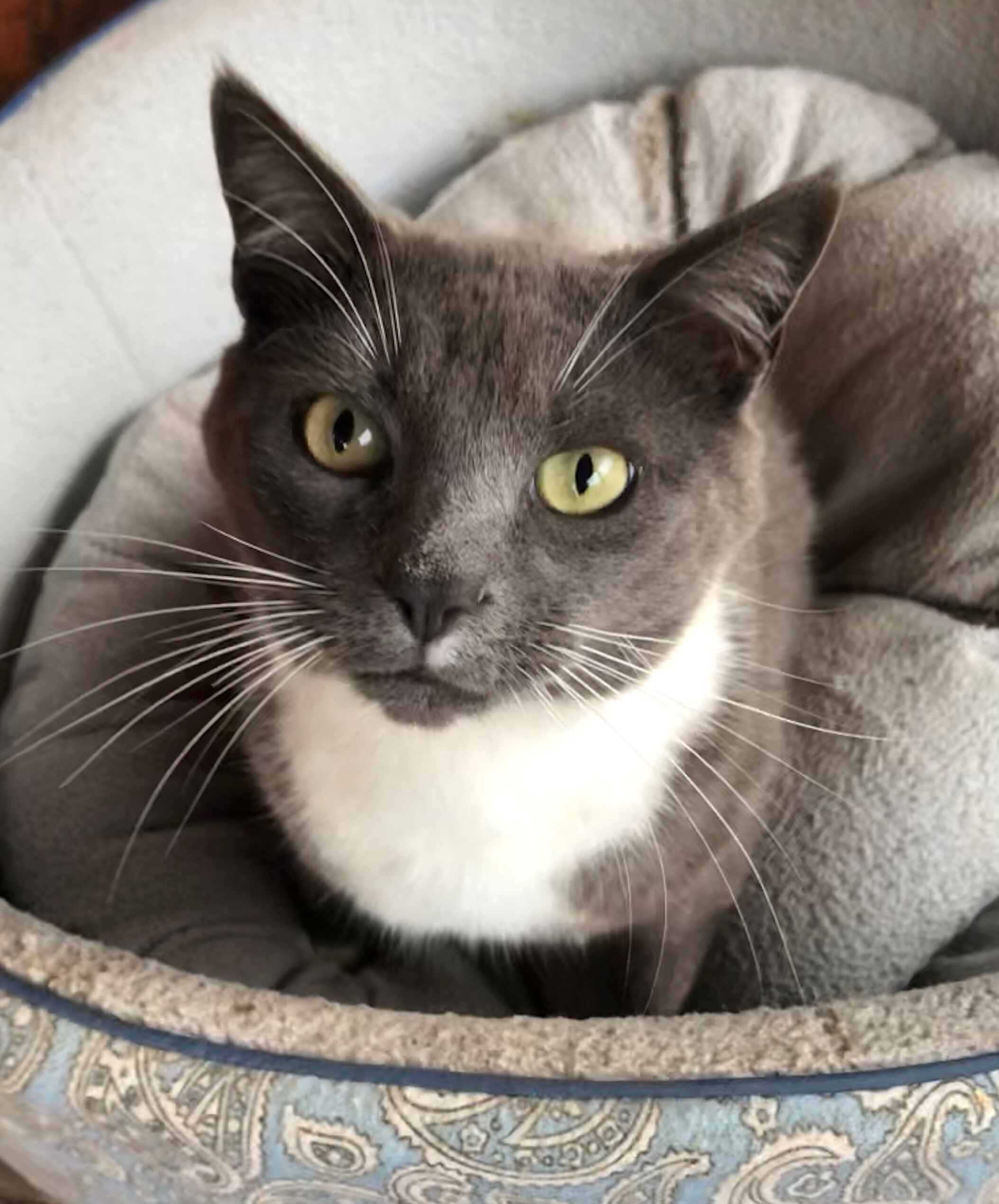 Cat for adoption - Stanley, a Domestic Medium Hair in Spartanburg, SC