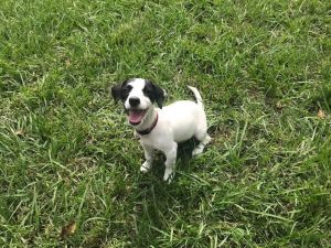 Dog For Adoption Daphane A Jack Russell Terrier Fox Terrier