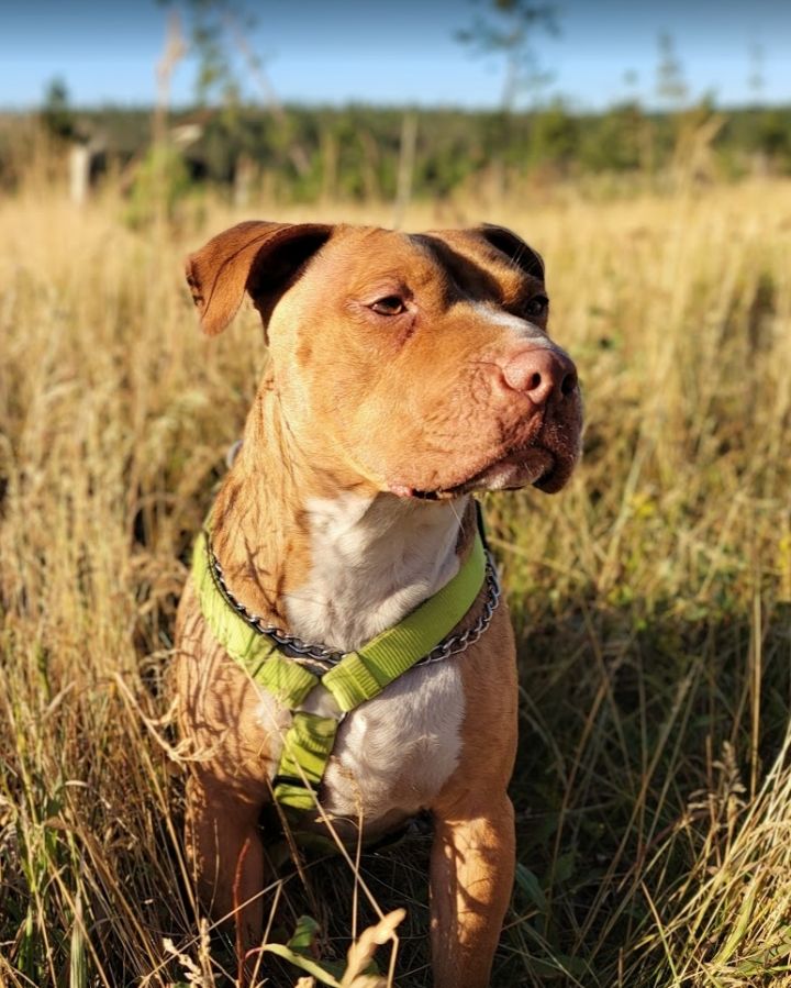 Prairie pitbull hot sale rescue