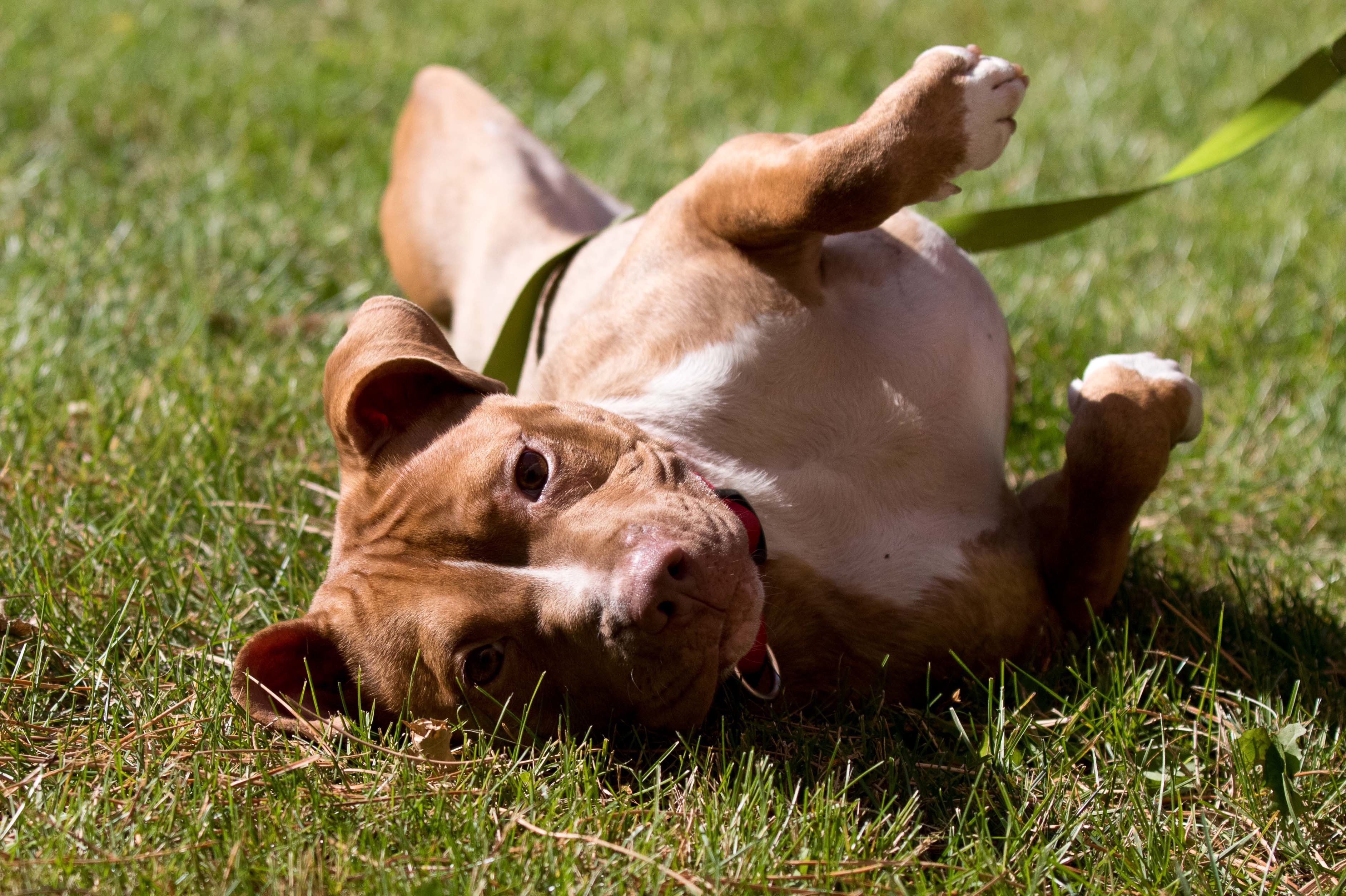 CINNAMON, an adoptable Pit Bull Terrier, Mixed Breed in Farmington, MN, 55024 | Photo Image 2