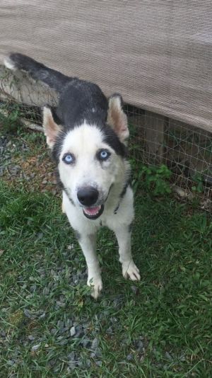 . Skylar PR Husky .