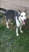 . Skylar PR Husky .