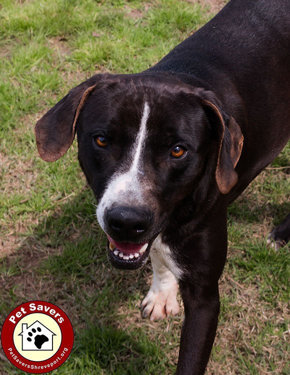 Lou, an adoptable Hound in Shreveport, LA, 71119 | Photo Image 1