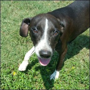 Lou, an adoptable Hound in Shreveport, LA, 71119 | Photo Image 2