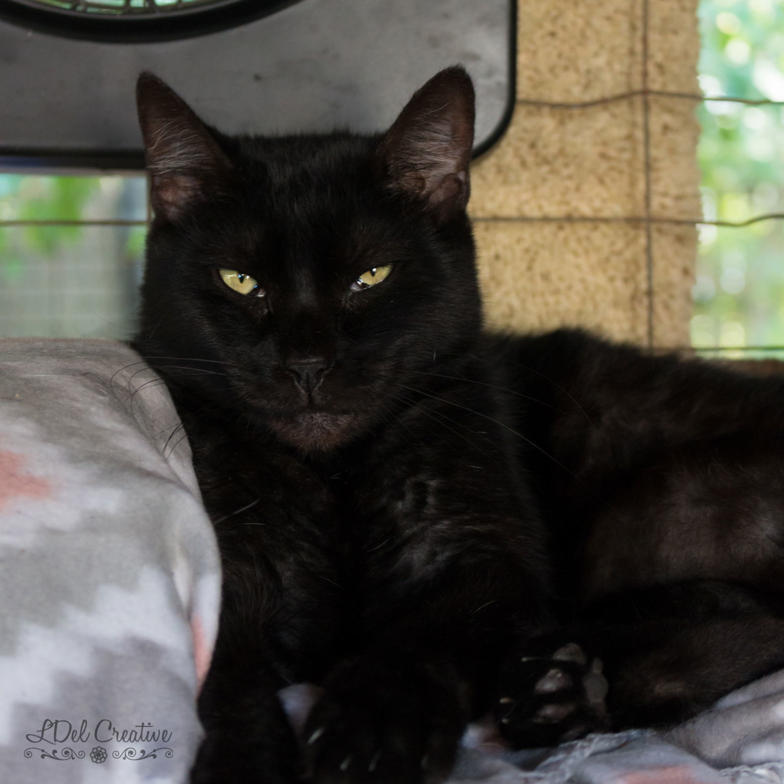 Pepper, an adoptable American Shorthair in Shreveport, LA, 71119 | Photo Image 1