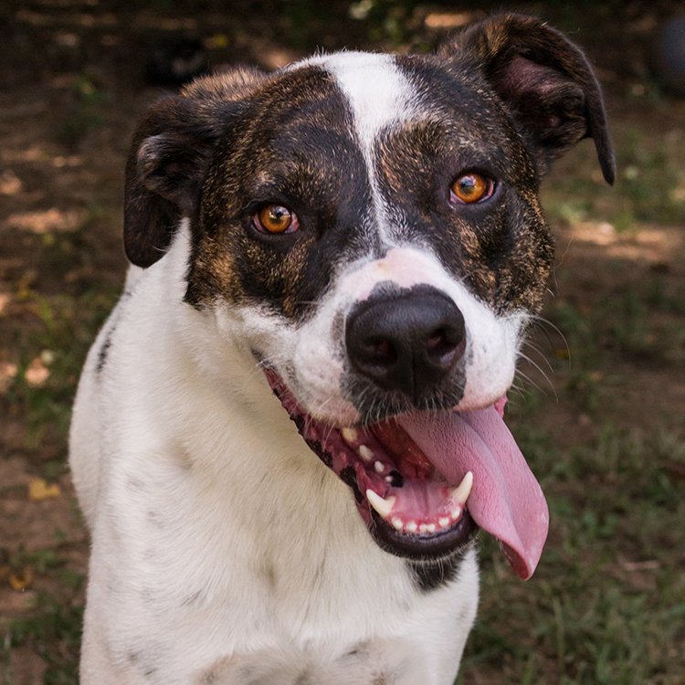 Tyson, an adoptable Hound in Shreveport, LA, 71119 | Photo Image 2