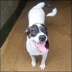 Tyson, an adoptable Hound in Shreveport, LA, 71119 | Photo Image 3