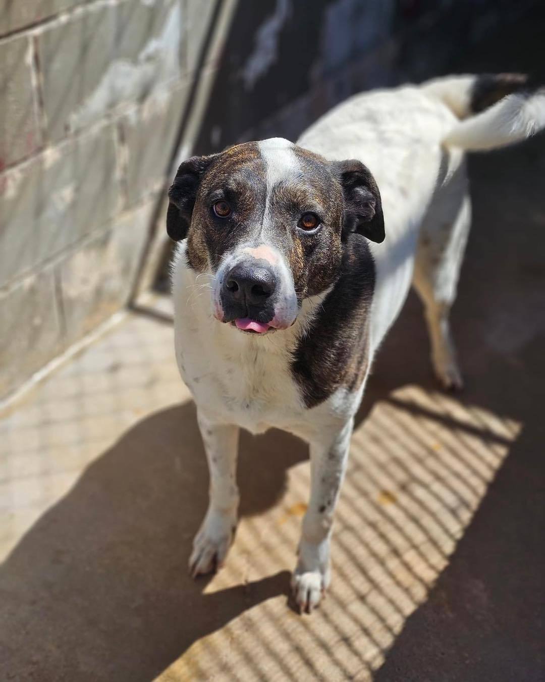 Tyson, an adoptable Hound in Shreveport, LA, 71119 | Photo Image 3