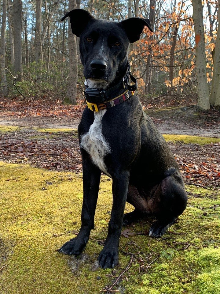 Gamora, an adoptable American Staffordshire Terrier, Great Dane in New York, NY, 10075 | Photo Image 1