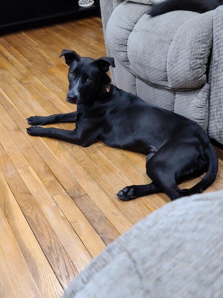 Gamora, an adoptable American Staffordshire Terrier, Great Dane in New York, NY, 10075 | Photo Image 2