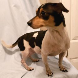 Dog For Adoption Star A Chihuahua Jack Russell Terrier Mix In