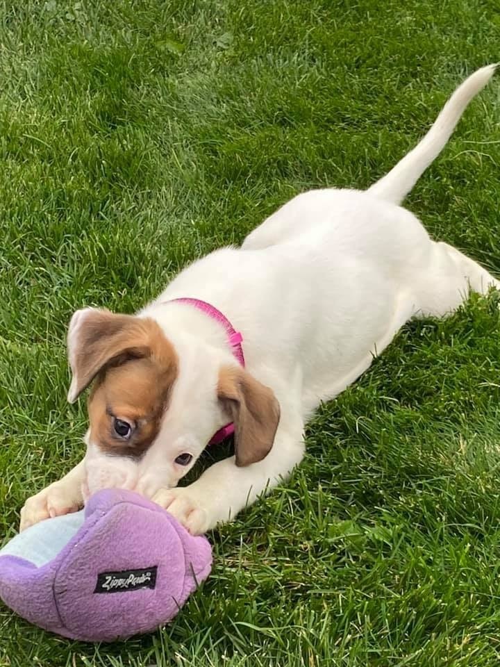 Dog For Adoption Aphrodite An English Setter Mix In - 