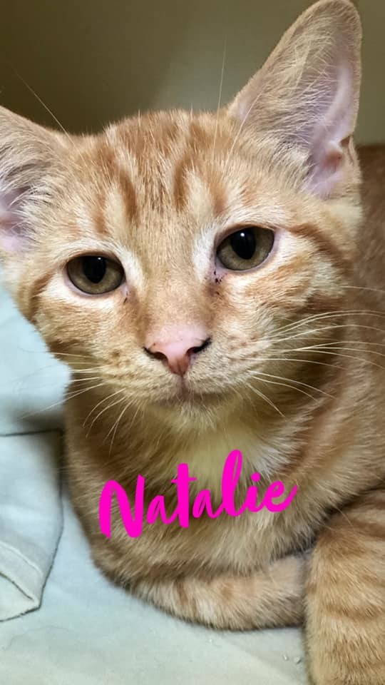 Natalie - kitten!