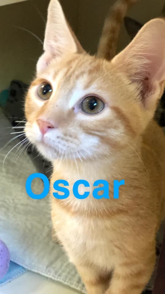 Oscar - kitten!