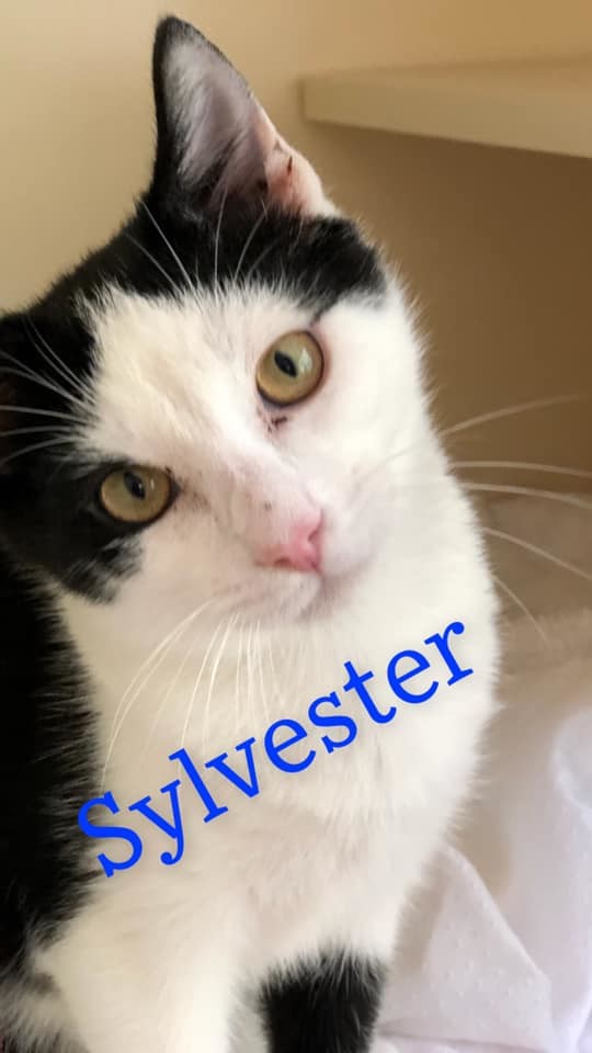 Sylvester - black and white kitten!