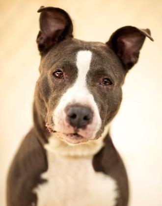 Glinda, an adoptable Pit Bull Terrier, Mixed Breed in Philadelphia, PA, 19140 | Photo Image 1