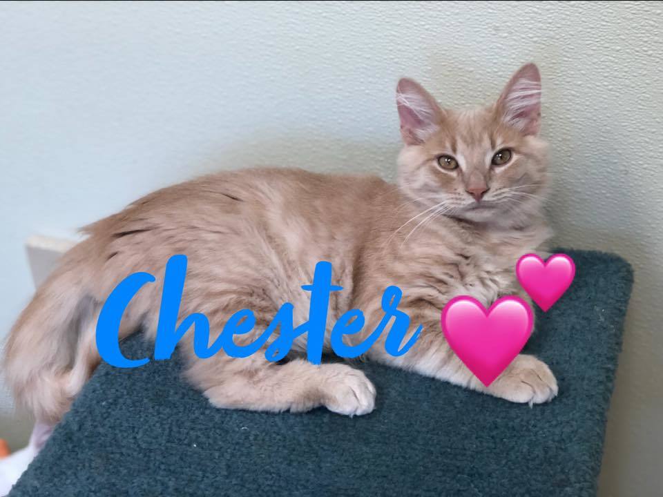 Chester Kitten detail page
