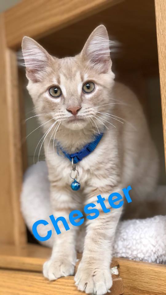 Chester - kitten! 2