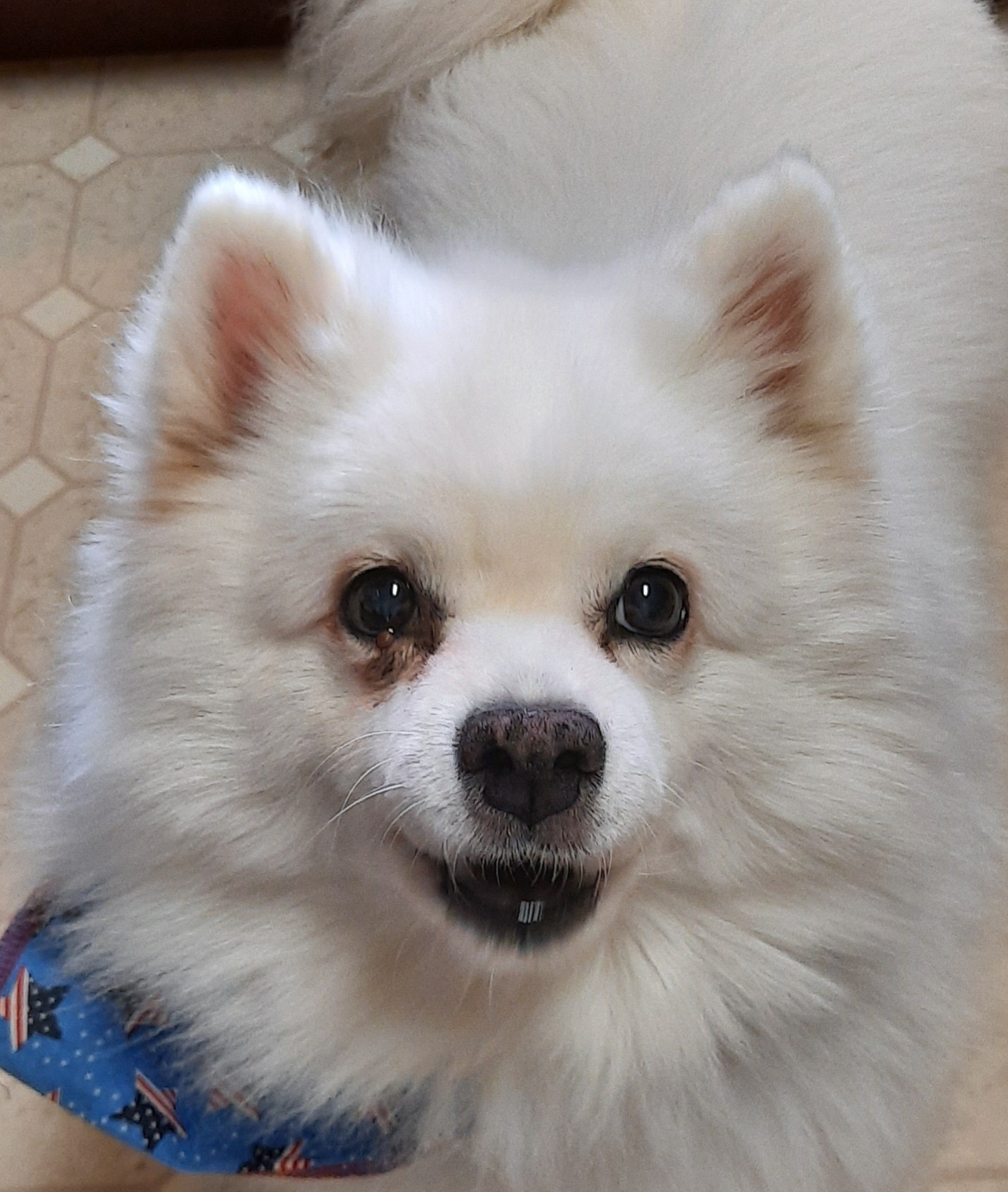 CHIPPER, an adoptable American Eskimo Dog in Maineville, OH, 45039 | Photo Image 3